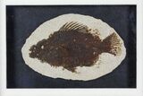 Framed Fossil Fish (Cockerellites) - Wyoming #144122-2